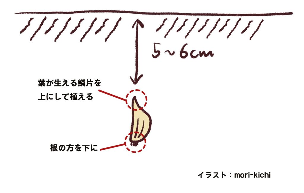 家庭菜園　にんにく 種 どこで 売ってる