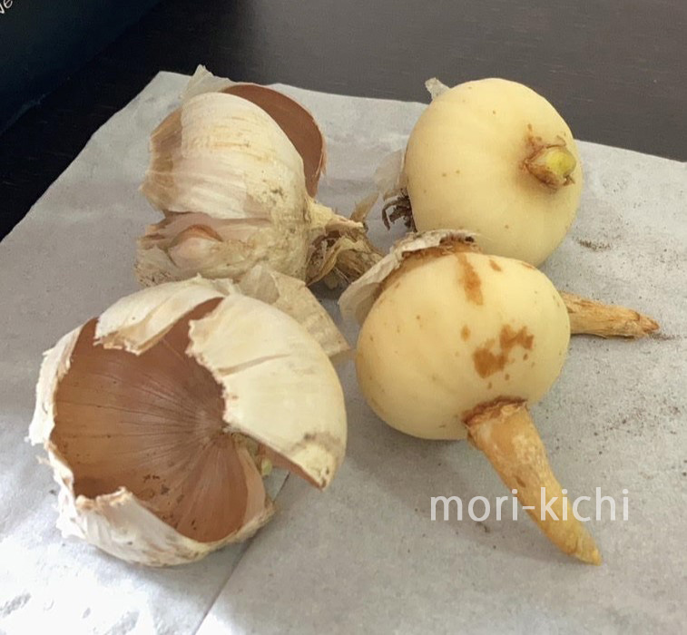 家庭菜園　にんにく 種 どこで 売ってる