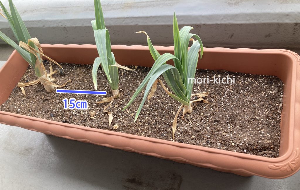 ベランダ家庭菜園　ニンニク　プランター　ニンニクどこで売ってる
