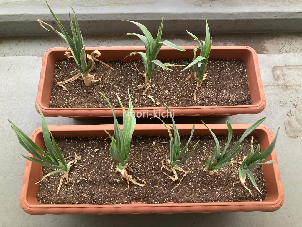 ベランダ家庭菜園　ニンニク　プランター　ニンニクどこで売ってる