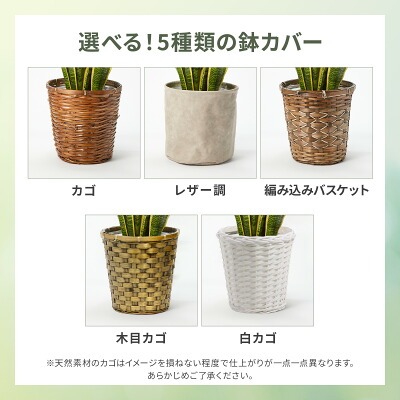 観葉植物どこで売ってる　インテリア　ユッカ