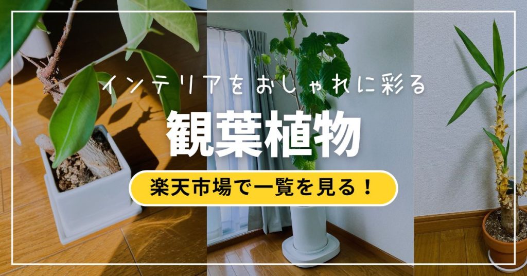 観葉植物どこで売ってる　インテリア　ガジュマル　ウンベラータ　ユッカ