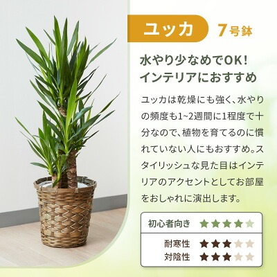 観葉植物どこで売ってる　インテリア　