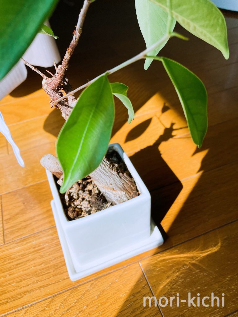 観葉植物どこで売ってる　インテリア　ガジュマル