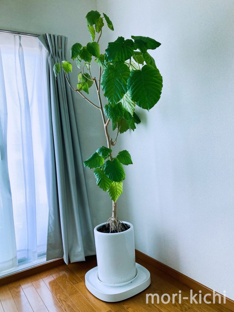 観葉植物どこで売ってる　インテリア　ウンベラータ