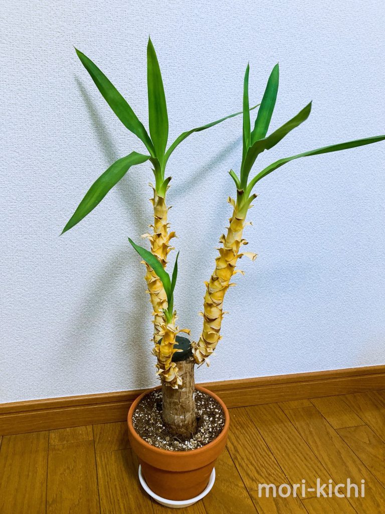 観葉植物どこで売ってる　インテリア　ユッカ