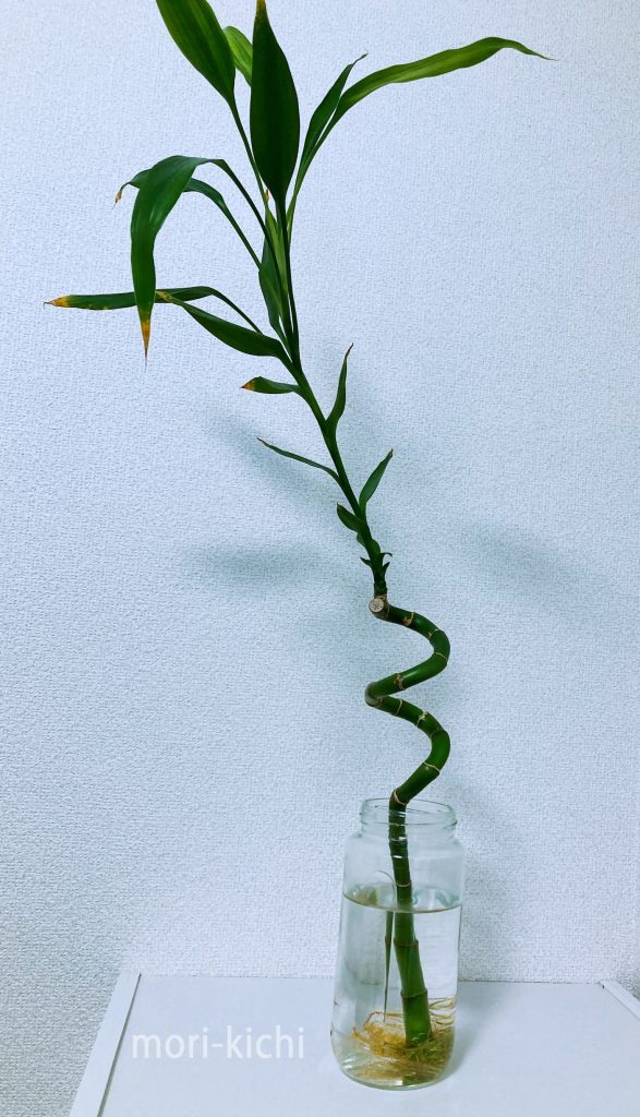 観葉植物どこで売ってる　インテリア　ミリオンバンブー