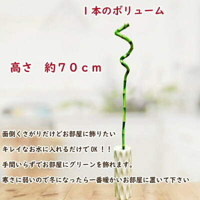 観葉植物どこで売ってる　インテリア　