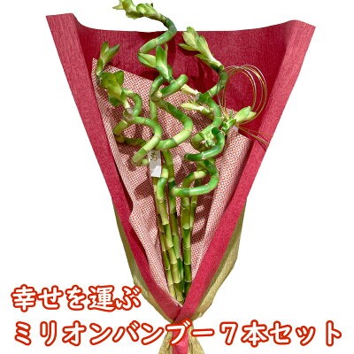 観葉植物どこで売ってる　インテリア　ミリオンバンブー