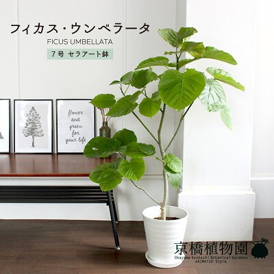 観葉植物どこで売ってる　インテリア　