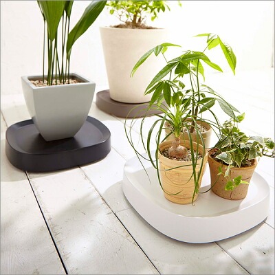 観葉植物どこで売ってる　インテリア　　大型観葉植物　キャスター付き鉢台