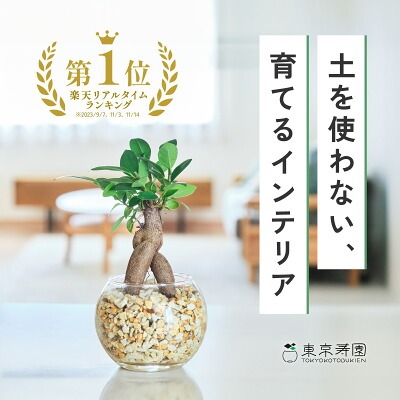 観葉植物どこで売ってる　インテリア　