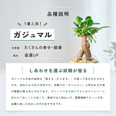 観葉植物どこで売ってる　インテリア　ガジュマル
