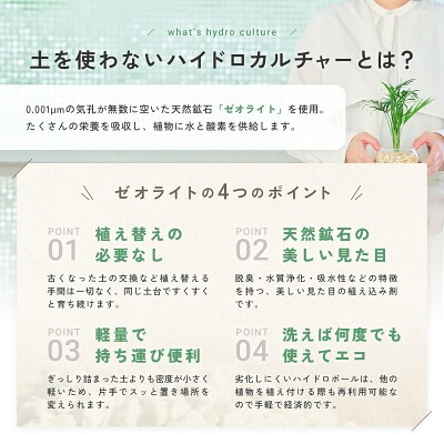 観葉植物どこで売ってる　インテリア　ガジュマル