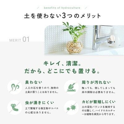 観葉植物どこで売ってる　インテリア　ガジュマル