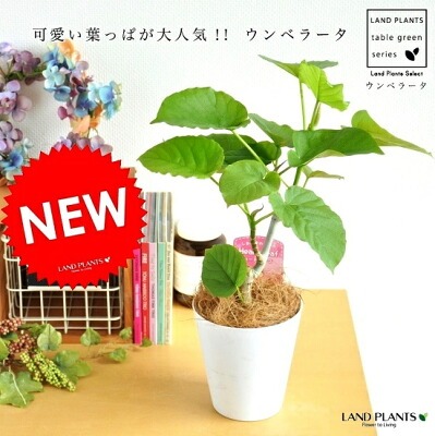 観葉植物どこで売ってる　インテリア　ウンベラータ　卓上