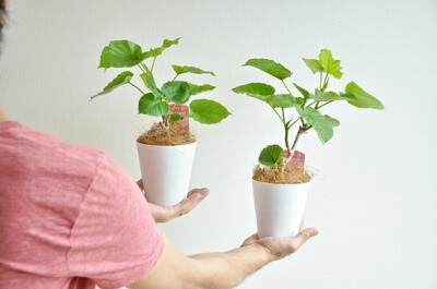 観葉植物どこで売ってる　インテリア　ウンベラータ　卓上