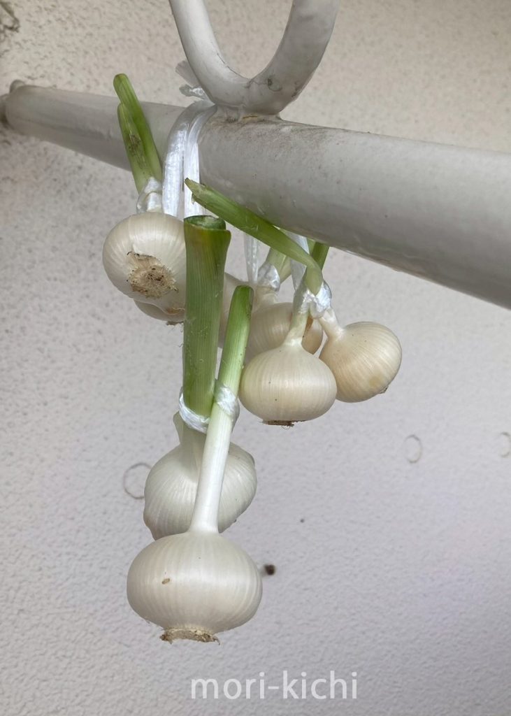 ニンニクの収穫時期はいつ ニンニク収穫後の保存方法 家庭菜園 初心者
