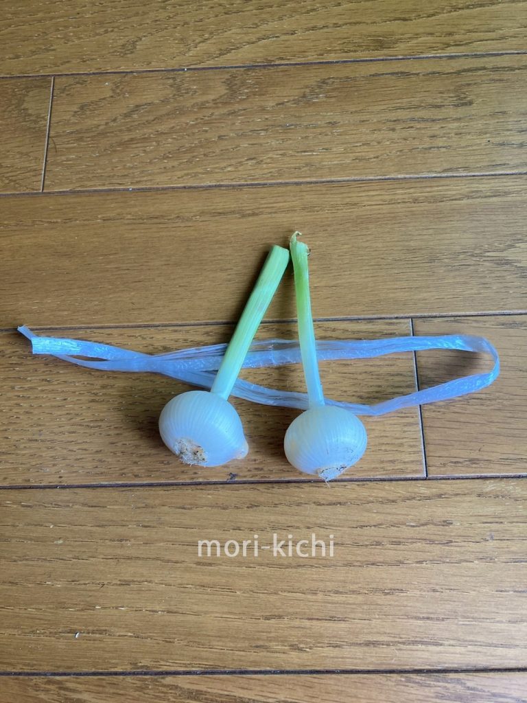 ニンニクの収穫時期はいつ ニンニク収穫後の保存方法 家庭菜園 初心者