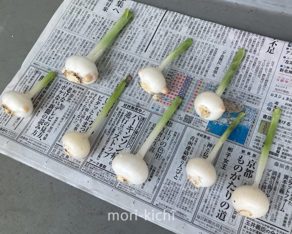 ニンニクの収穫時期はいつ ニンニク収穫後の保存方法 家庭菜園 初心者