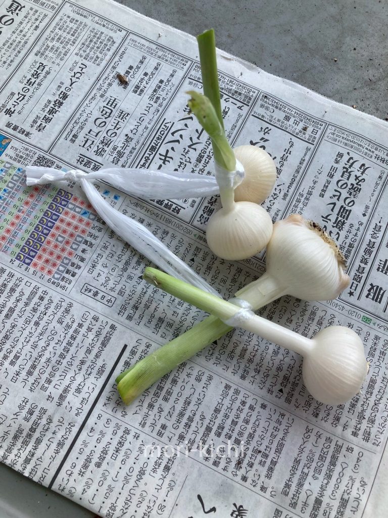 ニンニクの収穫時期はいつ ニンニク収穫後の保存方法 家庭菜園 初心者