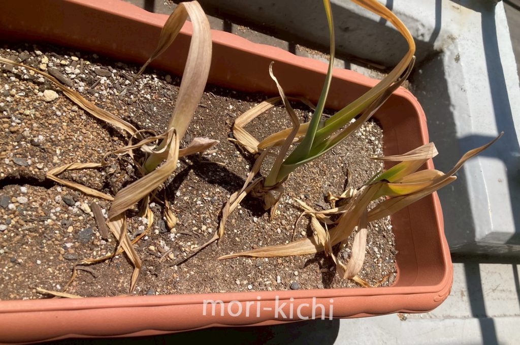 ニンニクの収穫時期はいつ ニンニク収穫後の保存方法 家庭菜園 初心者