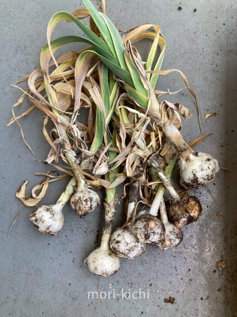 ニンニクの収穫時期はいつ ニンニク収穫後の保存方法 家庭菜園 初心者