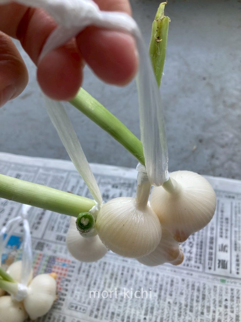 ニンニクの収穫時期はいつ ニンニク収穫後の保存方法 家庭菜園 初心者