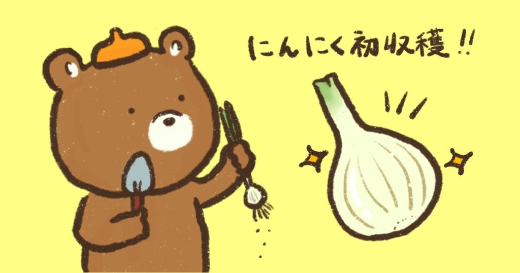 ニンニク収穫時期いつ ニンニク収穫後の保存方法 初心者 家庭菜園 ベランダ