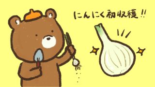 ニンニク収穫時期いつ　ニンニク収穫後の保存方法　初心者　家庭菜園　ベランダ